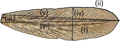 Inter- and Intraspecific Trait Compensation of Behavioural and Morphological Defences in a Damselfly Genus